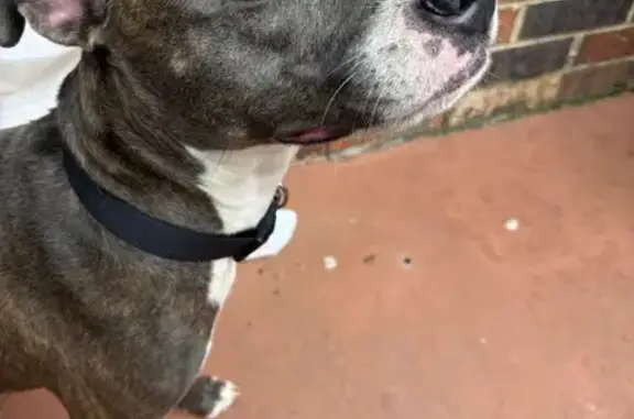 Lost and found pets , photo: Found Brindle Dog on George Luther Dr, GA