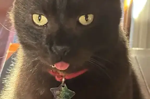 Lost: Friendly Black Cat on Wolcott Ave