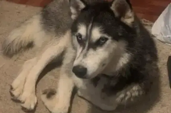 Lost and found pets Raleigh, photo: Lost Husky Mix: Willie Missing in Raleigh