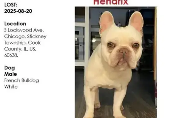 Lost Frenchie Needs Urgent Care - Chicago