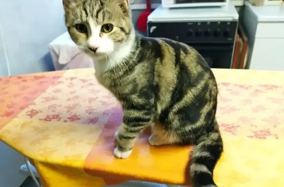 Chat perdu : Européen tigré beige à Fontaines - photo