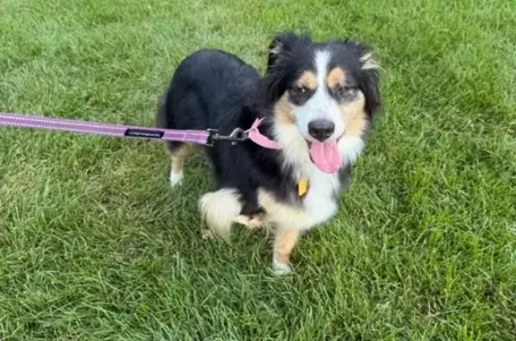 Lost 3-Legged Aussie Shepherd in Golden Valley