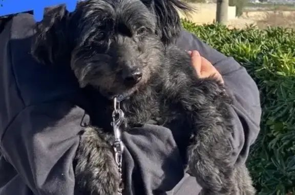 Perro Mayor Perdido en Alcoi: Collar Azul