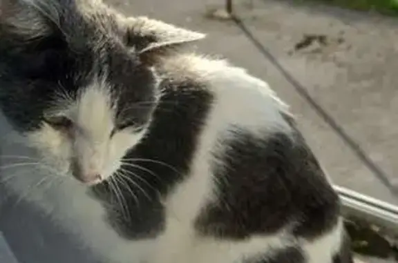Chat gris et blanc trouvé à Besançon - photo