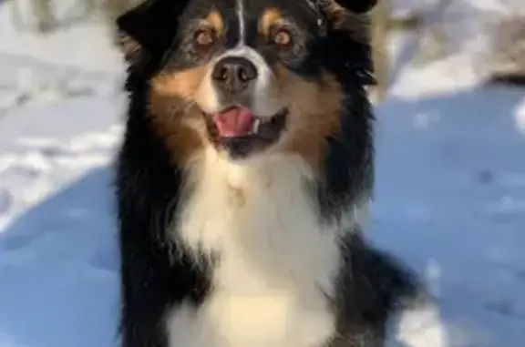 Chien perdu , photo : Berger australien perdu à Béthencourt