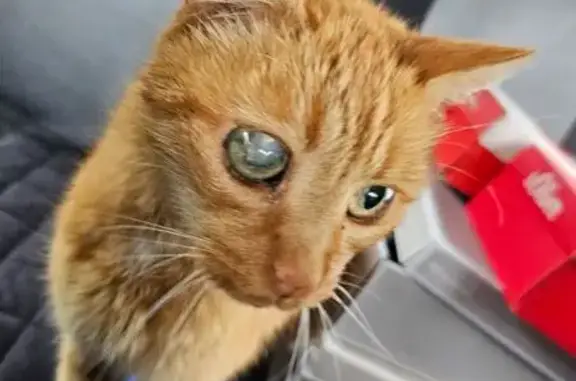 Chat mâle roux trouvé à Dormans - photo