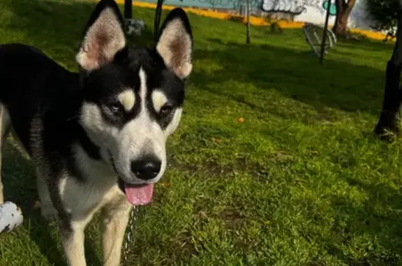 Búsqueda de mascotas, foto: Perro joven con ojos bicolor en Naucalpan