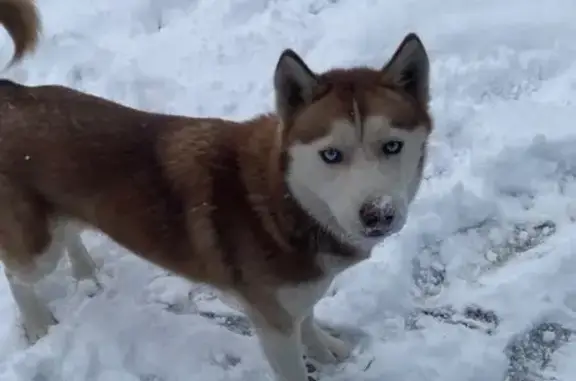 Lost Husky: Brown & White, Grand Rapids