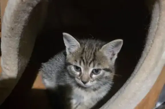 Chat perdu, gris-blanc-beige, Vigneux-sur-Seine - photo