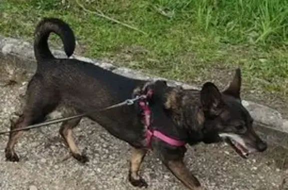 Chien perdu Ledeuix, photo : Pinscher noir perdu, peureux, gentil, Ledeuix