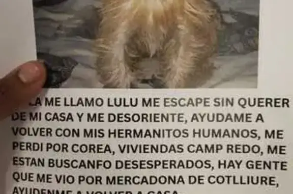 ¡Ayuda! Perdida perrita Lulú e...