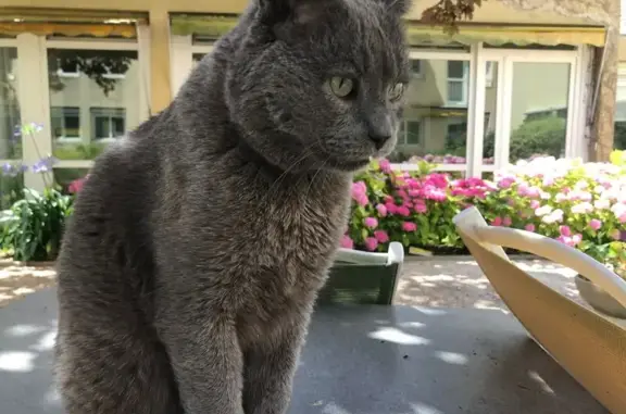 Chat Chartreux perdu, queue coupée, Montesson - photo