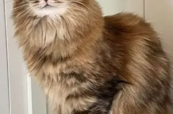 Chat perdu, Venasque, photo: Chatte Sibérienne écaille perdue à Venasque