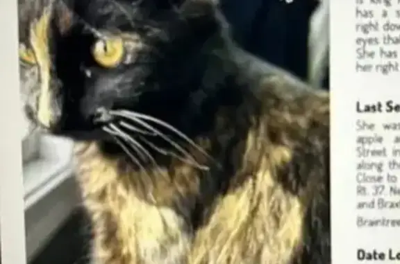 Lost Tortoise Shell Cat: Cleo, 1 Year Old