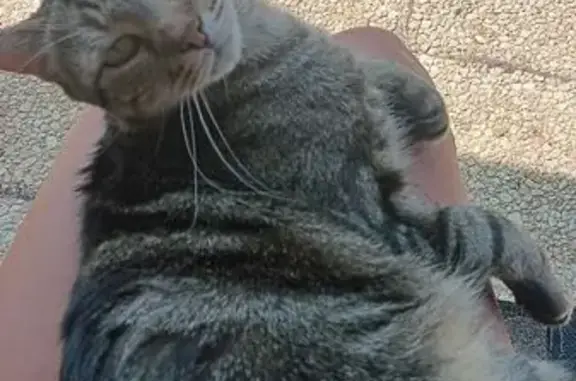 Chat perdu : grand tabby noir/brun, Issans - photo