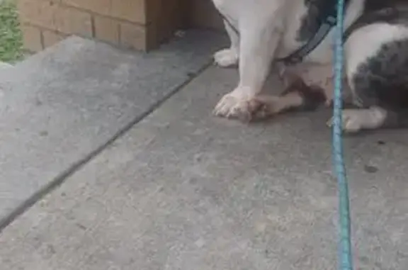Lost Blue Merle Dog: Help Find Blue Jream