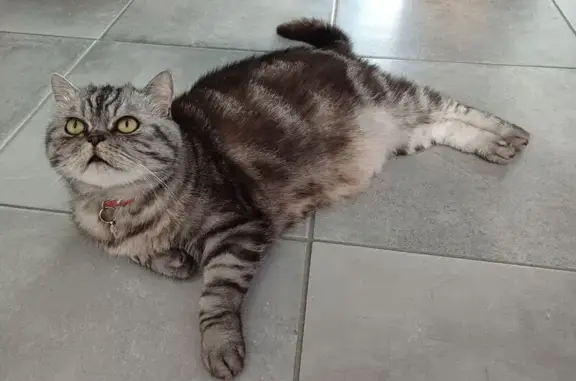 Animaux perdus Bourgoin-Jallieu, photo: Chat perdu, gris tigré, collier rouge