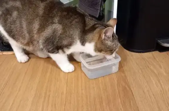 Chat Affamé Trouvé à Locmalo, Bretagne - photo