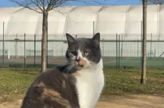 Chatte tricolore perdue à Exincourt - photo