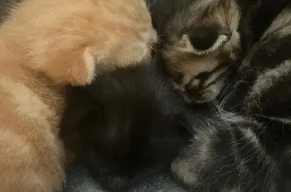 Chatte et chatons trouvés à Toulouse - photo