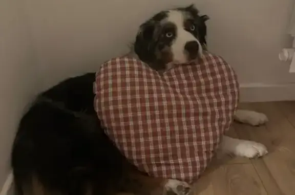 Chien perdu: Schewps, peureux, collier bleu - photo