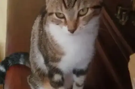 Chat perdue, sociable, Place Maurice Ravel - photo