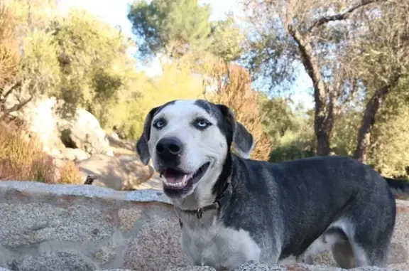 Perro Perdido: Blanco y Negro en Tijuana