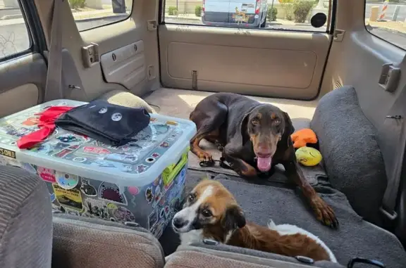 Lost and found pets Phoenix, photo: Found: Doberman & Friend on N 7th St, PHX