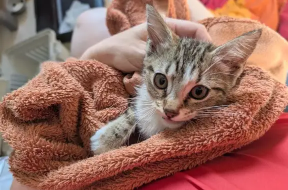 Animaux trouvés , photo: Chatte tigrée trouvée à La Roche-sur-Yon
