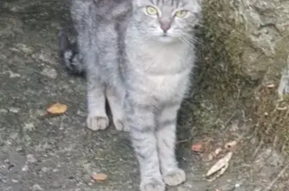 Chat trouvé , photo: Chat trouvé à Mancieulles, près salle fête