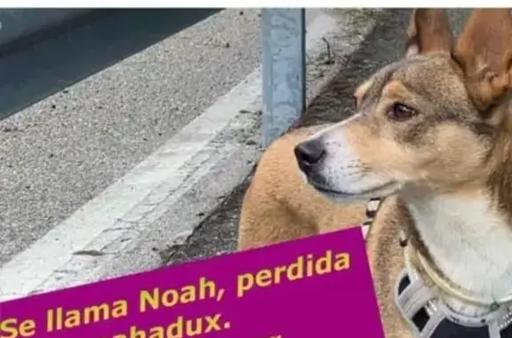 Perra Podenco Perdida en Benah...