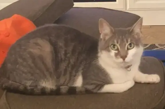 Lost and found pets Moorpark, photo: Lost Cat Kobe: Gray & White Beauty Found?