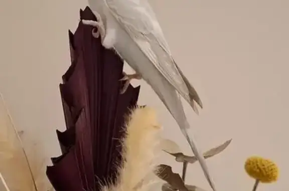 Lost Tame Budgie: Pale Blue/White in Canning