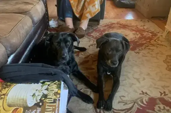 Missing dog Ooltewah, photo: Lost Dog: Friendly Black Pup, Mahan Gap Rd