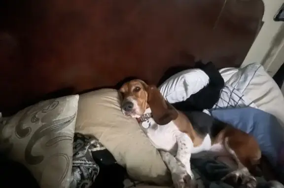 Lost Dog: Brown & White, Steuben Dr, Memphis