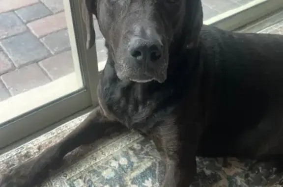 Lost Friendly Lab: St. Cloud Area