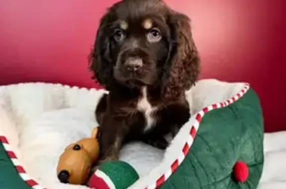Lost Chocolate Dog, Male on Syringa Ln