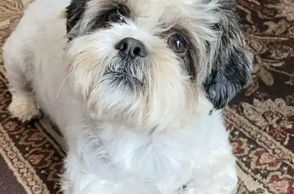 Missing dog San Antonio, photo: Help Find Samwell: Lost Shih-Tzu in San Antonio