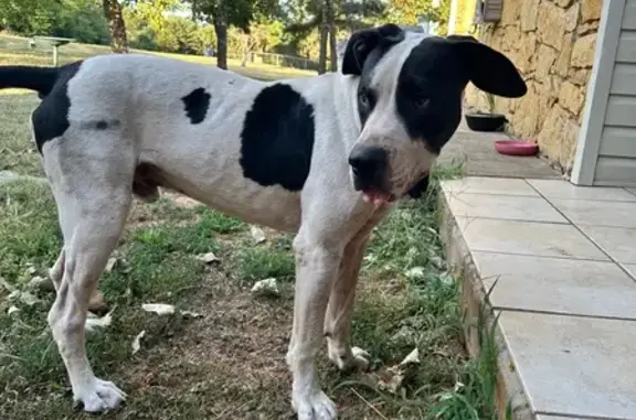 Found dog Oklahoma City, photo: Found: Young Male Dog, Great Dane Mix?