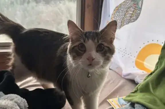 Lost pets Marysville, photo: Lost Cat: Fred, White with Brown Spots