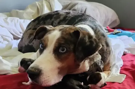 Missing dog Huntington, photo: Lost Tricolor Dog with Blue Eyes, Huntington