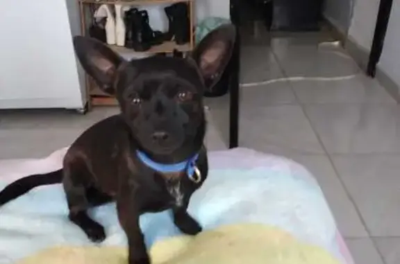 Búsqueda de mascotas, foto: Perro Perdido: Mancha Blanca en Pecho, Chicoloapan