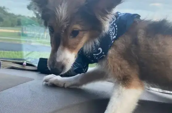 Lost 5-Month-Old Pup in Red Shirt