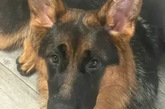 Help Find Waylon: Lost German Shepherd Puppy
