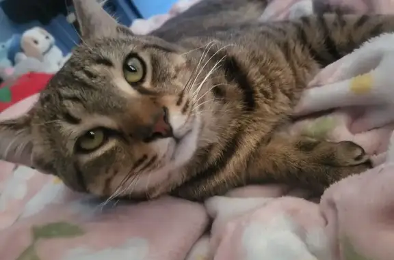 Chat perdu, Moissy-Cramayel, photo: Chat perdu sans collier à Moissy-Cramayel