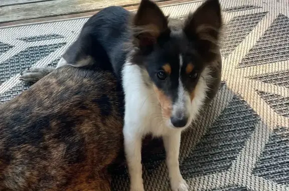Missing dog Mississippi State, photo: Lost Puppy in Blair Cove: Black & White