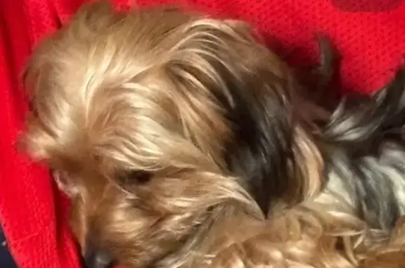 Missing dog Columbus, photo: Lost Long-Haired Yorkie Mix in Columbus