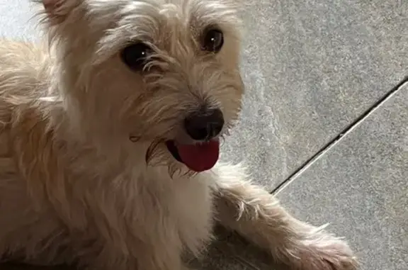 Perro Perdido en Puerto Vallarta: Ayuda
