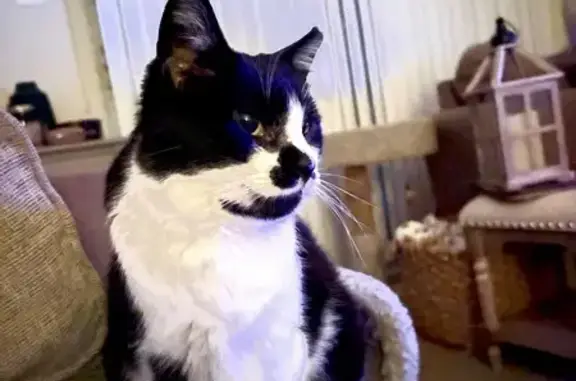 Lost Black & White Cat on S Lincoln Ave