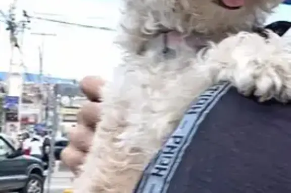 Perros perdidos, San Juan del Rio, foto: Pitus y Chofis: Perritas Perdidas en San Juan
